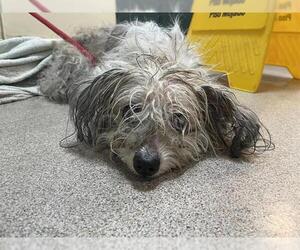 Maltese-Poodle (Toy) Mix Dogs for adoption in Pasadena, CA, USA