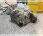 Small Maltese-Poodle (Toy) Mix