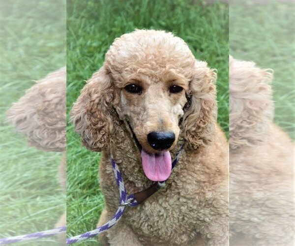 Medium Photo #2 Poodle (Standard) Puppy For Sale in Lincolnwood, IL, USA