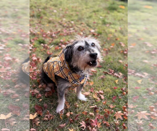 Medium Photo #3 Mutt Puppy For Sale in Milwaukie, OR, USA