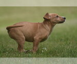 Small #3 Labrador Retriever Mix
