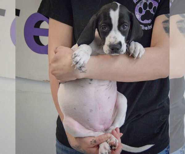 Medium Photo #4 Beagle-Brittany Mix Puppy For Sale in Huntley, IL, USA