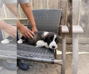Border Collie Puppy for Sale in HAYWARD, California USA