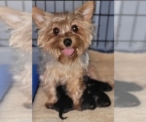 Mother of the Yorkshire Terrier puppies born on 01/09/2026