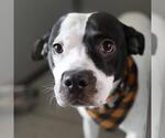 HELGA - Female American Staffordshire Terrier-Unknown Mix Dog for Adoption - Small photo