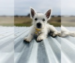 Small #23 West Highland White Terrier