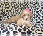 Small #3 Cavapoo