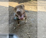 Small #2 Labrador Retriever-Redbone Coonhound Mix