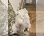 Small Photo #15 Samoyed Puppy For Sale in DALY CITY, CA, USA