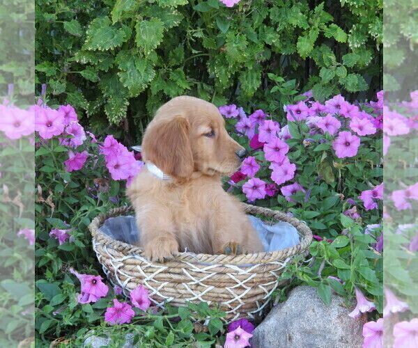 Medium Photo #6 Golden Retriever Puppy For Sale in THORP, WI, USA