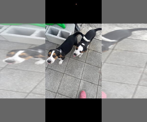 Medium Photo #1 Bagle Hound Puppy For Sale in Valrico, FL, USA