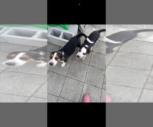 Bagle Hound Dogs for adoption in Valrico, FL, USA