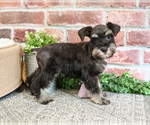Small #7 Schnauzer (Miniature)