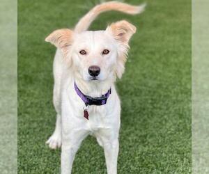 Collie-Retriever  Mix Dogs for adoption in San Diego, CA, USA