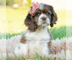 Puppy Rosslyn AKC Cocker Spaniel