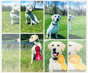 Father of the Labrador Retriever puppies born on 08/08/2025
