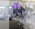 Small Photo #3 Mal-Shi Puppy For Sale in Santa Clarita, CA, USA