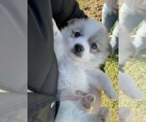 Chihuahua-Miniature American Eskimo Mix Puppy for sale in CASHTON, WI, USA