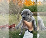 Puppy Pink Female Cane Corso