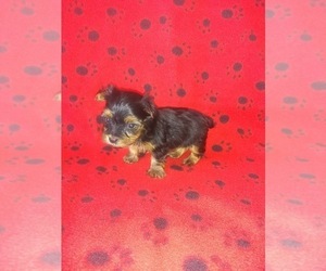 Yorkshire Terrier Puppy for sale in LAPEER, MI, USA