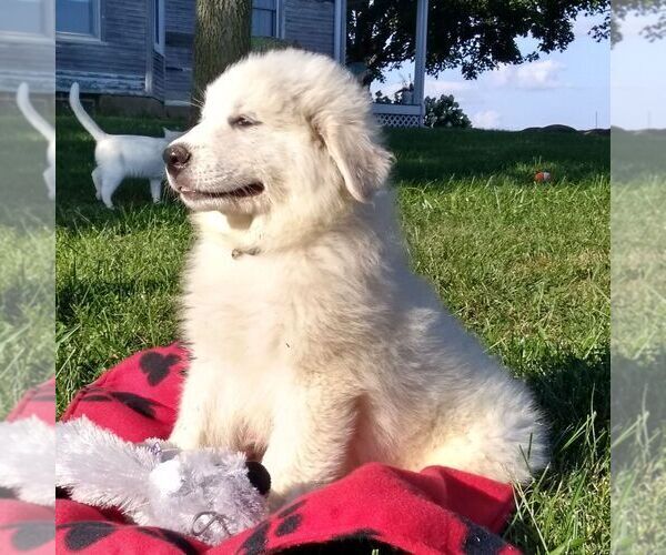Medium Photo #4 Great Pyrenees Puppy For Sale in BRIGHTON, IA, USA