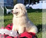 Small Photo #4 Great Pyrenees Puppy For Sale in BRIGHTON, IA, USA