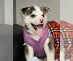 Small Photo #1 Siberian Husky Puppy For Sale in Matawan, NJ, USA