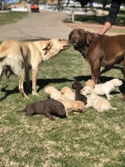 Labrador Retriever Puppy for sale in CHULA VISTA, CA, USA