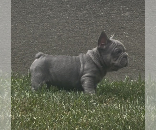Medium Photo #11 French Bulldog Puppy For Sale in SUSSEX, WI, USA