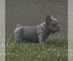 Small #10 French Bulldog