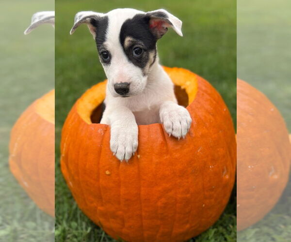 Medium Photo #1 Siberian Husky-Unknown Mix Puppy For Sale in New London, WI, USA