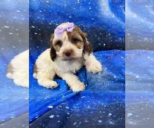 Cocker Spaniel-Poodle (Miniature) Mix Puppy for sale in INDIANAPOLIS, IN, USA