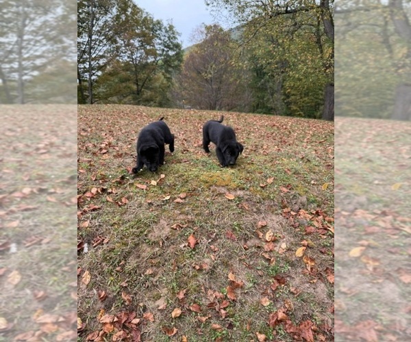 Medium Photo #10 German Shepherd Dog Puppy For Sale in MONROE, NY, USA