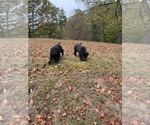 Small #9 German Shepherd Dog