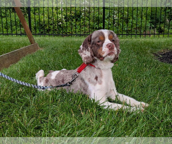 Medium Photo #4 Cocker Spaniel Puppy For Sale in Landenberg, PA, USA
