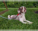 Small #3 Cocker Spaniel