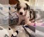 Puppy 9 Aussie-Corgi