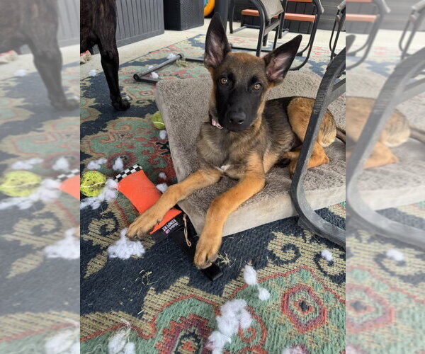 Medium Photo #1 German Shepherd Dog-Unknown Mix Puppy For Sale in Imlay City, MI, USA