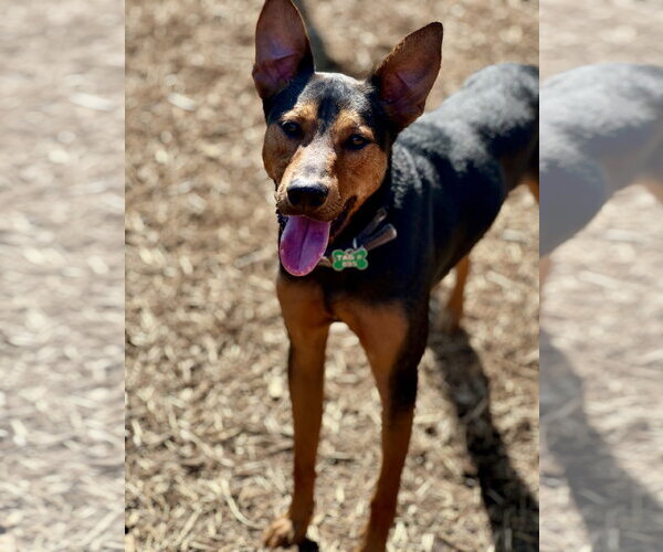 Medium Photo #6 Doberman Pinscher-Unknown Mix Puppy For Sale in Houston, TX, USA