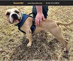 Small American Pit Bull Terrier