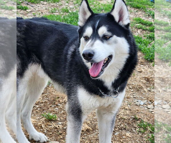 Medium Photo #2 - Mix Puppy For Sale in Walnutport, PA, USA