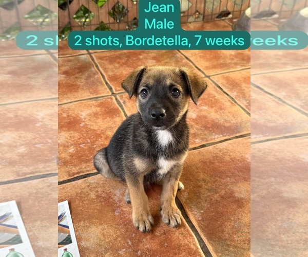 Medium Photo #1 Mutt Puppy For Sale in Virginia Beach, VA, USA