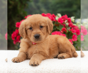 Golden Retriever Puppy for sale in NEWPORT, PA, USA