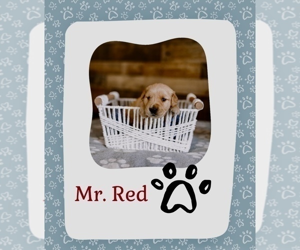 Medium Photo #2 Golden Retriever Puppy For Sale in VERONA, KY, USA