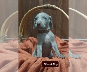 Weimaraner Puppy for sale in QUITMAN, TX, USA