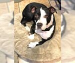 Small Photo #2 American Bulldog-Great Dane Mix Puppy For Sale in Rowayton, CT, USA