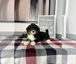 Bernedoodle (Miniature) Puppy for sale in FRANKLIN, IN, USA