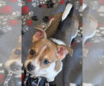 Small #1 Chihuahua Mix