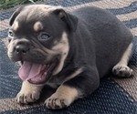 Small Photo #2 French Bulldog Puppy For Sale in BRUNSWICK, MO, USA