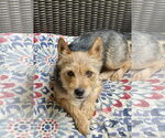 Small Cairn Terrier